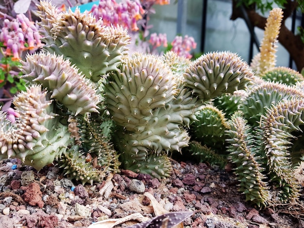 Euphoria flanaginii en pleine croissance dans le jardin botanique