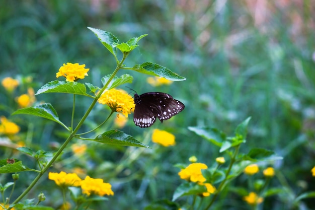 Euploea core, le corbeau commun, reposant sur les plantes à fleurs au printemps