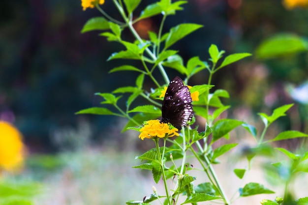 Euploea core le corbeau commun reposant sur les plantes à fleurs au printemps