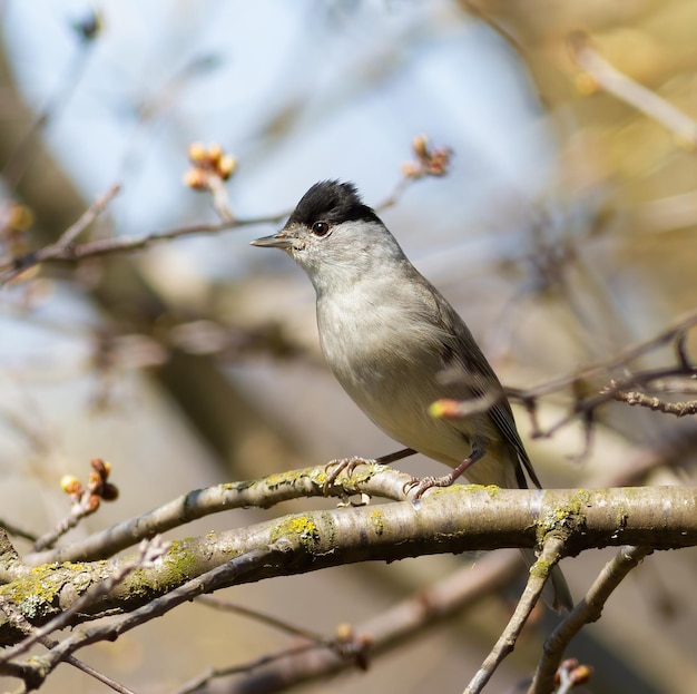 Eurasian blackcap Sylvia atricapilla Un oiseau est assis sur une branche d'arbre et regarde ailleurs