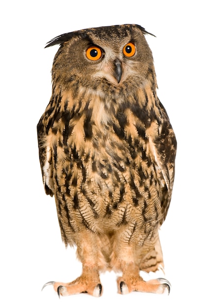 Eurasian Eagle Owl - Bubo bubo (22 mois) isolé