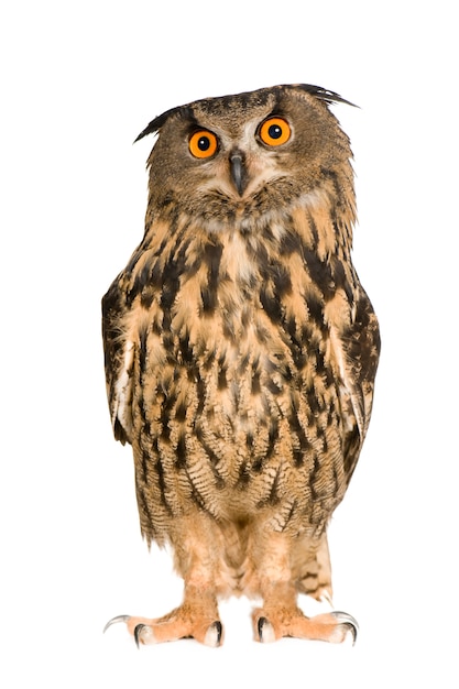 Eurasian Eagle Owl - Bubo bubo (22 mois) isolé