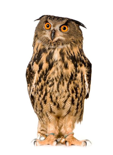 Photo eurasian eagle owl - bubo bubo (22 mois) isolé