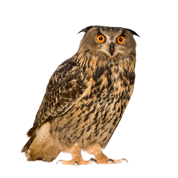 Eurasian Eagle Owl - Bubo bubo (22 mois) isolé
