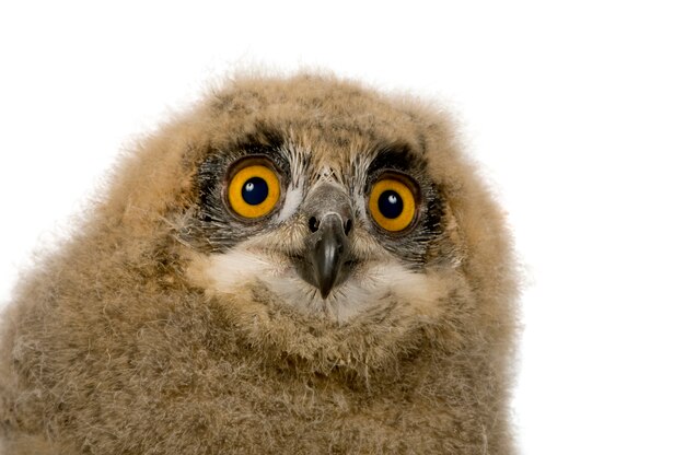 Eurasian Eagle Owl - Bubo bubo sur un blanc isolé