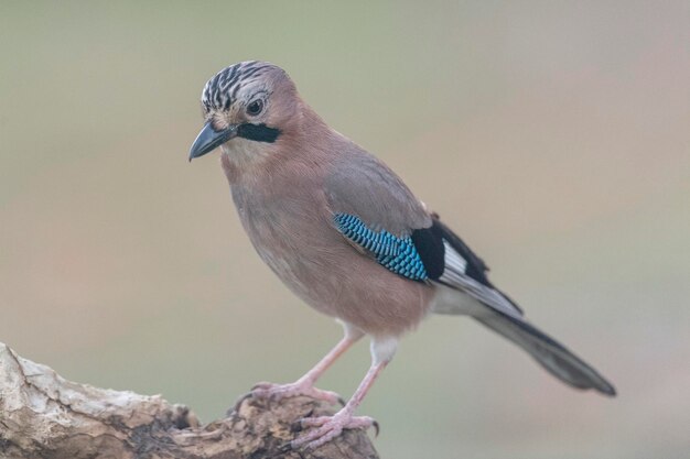 Eurasian Jay (Garrulus glandarius) Cordoue, Espagne