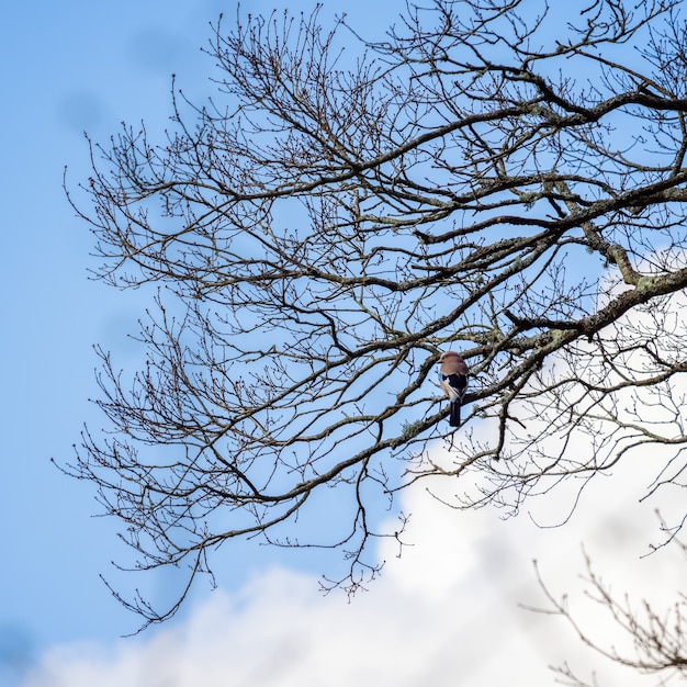 Eurasian Jay (Garrulus glandarius) perché dans un arbre