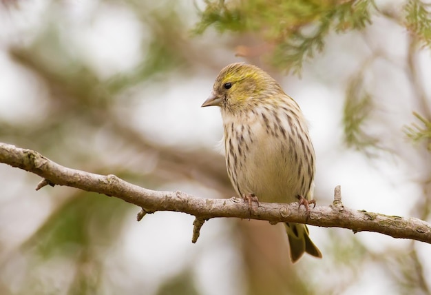 Eurasian Siskin Spinus spinus froid matin d'automne un oiseau est assis sur une branche d'un thuya et mange des graines