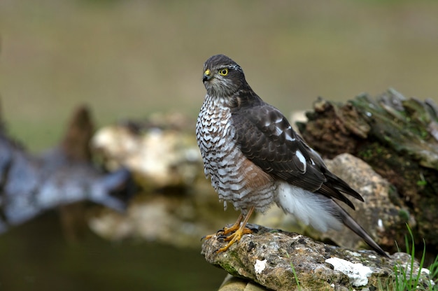 Photo eurasian sparrow hawk femelle adulte dans une piscine naturelle d'eau avec les dernières lumières de l'après-midi