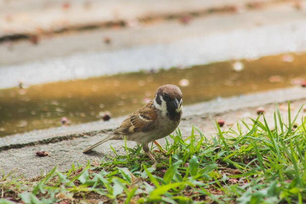 Eurasian Tree Sparrow est sur le terrain