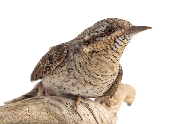 Eurasian wryneck, Jynx torquilla, oiseau isolé