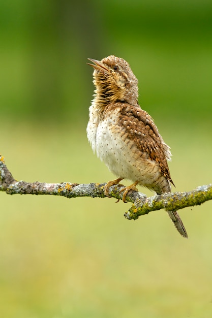 Eurasian wryneck, oiseaux, wryneck, picidae, pic, Jynx torquilla