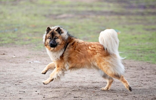 Photo eurasier dans la nature