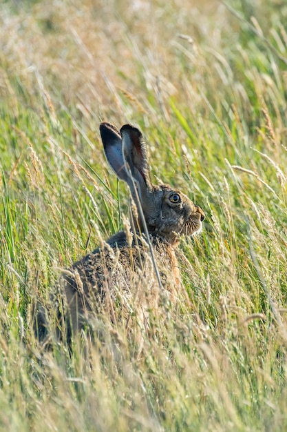 European Brown Hare (Lepus europeaus) dans le champ