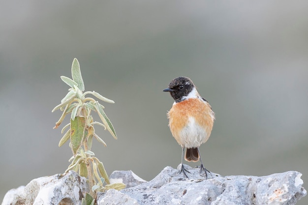 Photo european mâle stonechat saxicola rubicola malaga espagne