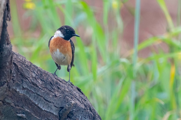 European mâle stonechat Saxicola rubicola Malaga Espagne