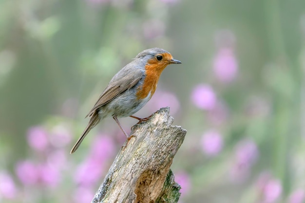 European Robin (Erithacus rubecula aux abords) sur une branche dans la forêt