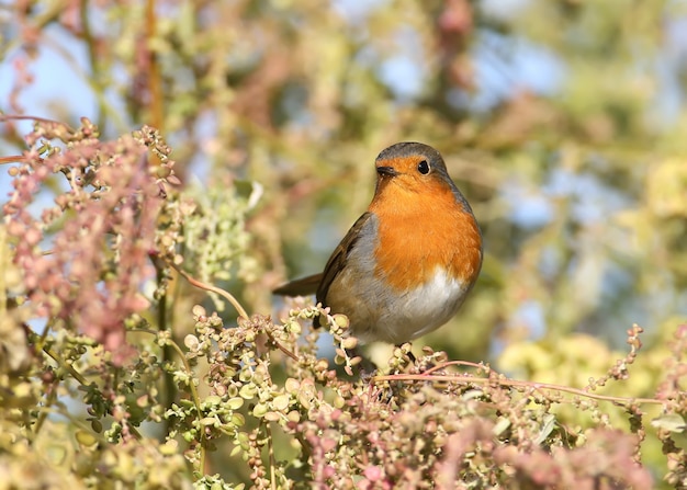 European robin Erithacus rubecula aux abords du soleil doux