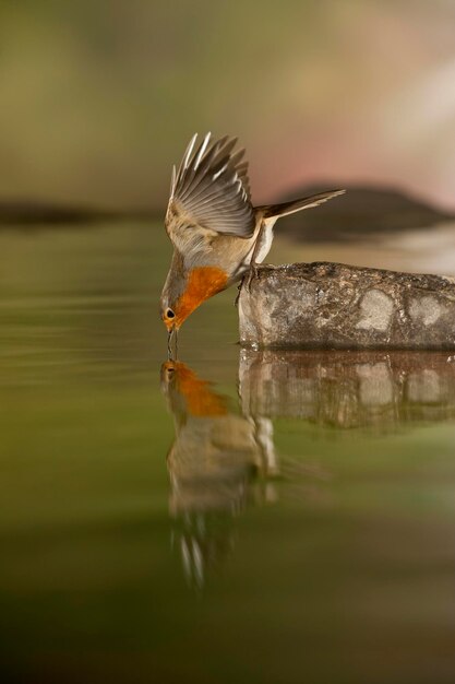 European Robin mâle Erithacus rubecula pond reflex Alicante SpainEurope