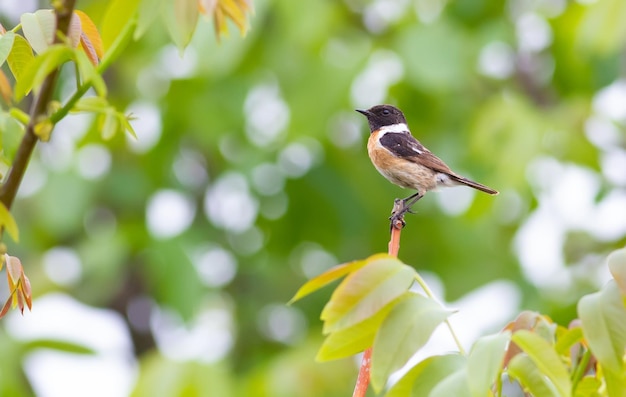 European Stonechat Saxicola rubicola oiseau mâle est assis sur un fond vert branche