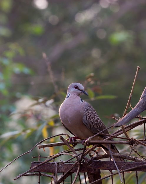 European Turtle Dove Streptopelia turtur est un membre de la famille des oiseaux Columbidae