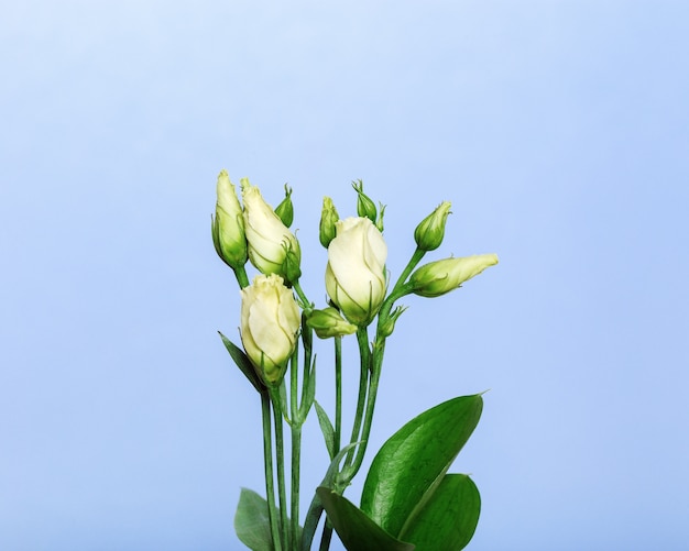 Eustoma fleurs blanches sur fond bleu clair.