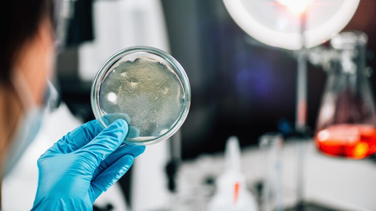 Photo évaluation de la qualité du poisson microbiologiste examinant une boîte de pétri avec de la gélose