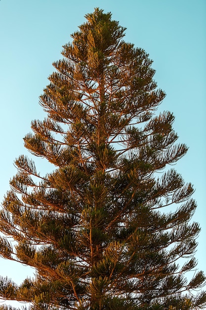 Evergreen Aracaria heterophylla arbre dans les rayons du soleil couchant