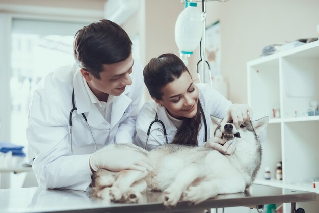 Examen de dents pour chien joyeux vétérinaires.