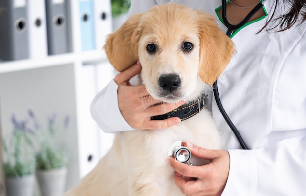 Examen du chien en clinique