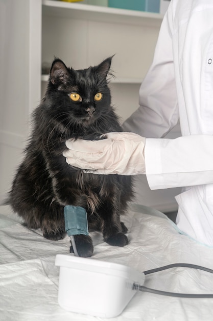 Examen médical de l'animal, mesure de la pression artérielle en clinique vétérinaire.