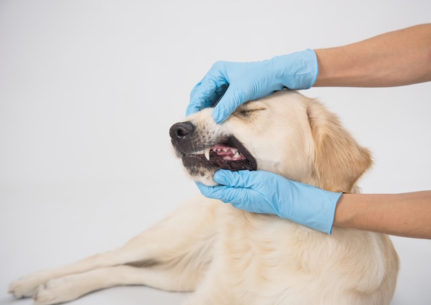 Examen médical d'un chien blanc avec les mains dans les gants