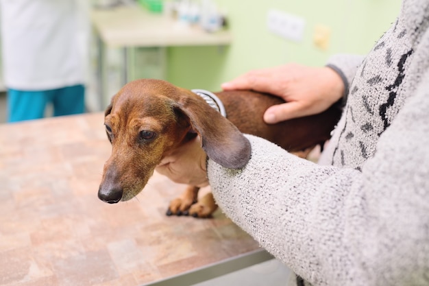 Examen Médical De Teckels De Chien Dans Une Clinique Vétérinaire