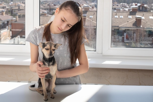 Examen vétérinaire avant vaccination Dog toy terrier à la clinique à l'accueil d'un vétérinaire