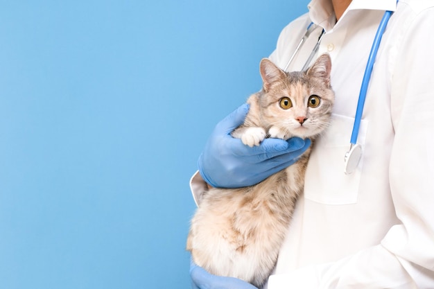Examen vétérinaire du chat. chaton chez le vétérinaire. Clinique vétérinaire. Contrôle et vaccination des animaux. Soins de santé. sur fond bleu. espace de copie