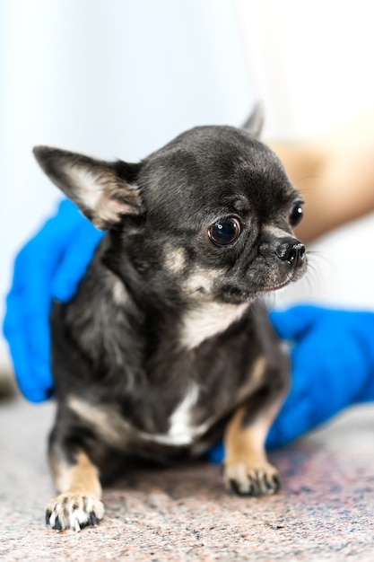 Examen vétérinaire professionnel de petit chien dans une clinique vétérinaire