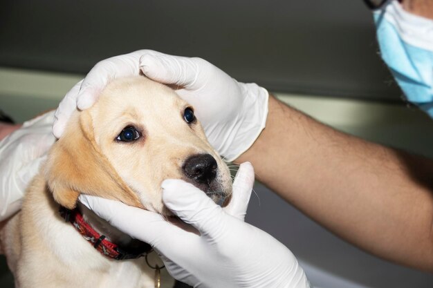 Un examen vétérinaire des yeux d'un chiot de labrador