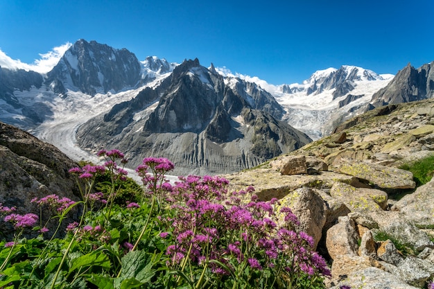 Excursion glaciaire en été avec des montagnes fleuries dans les Alpes