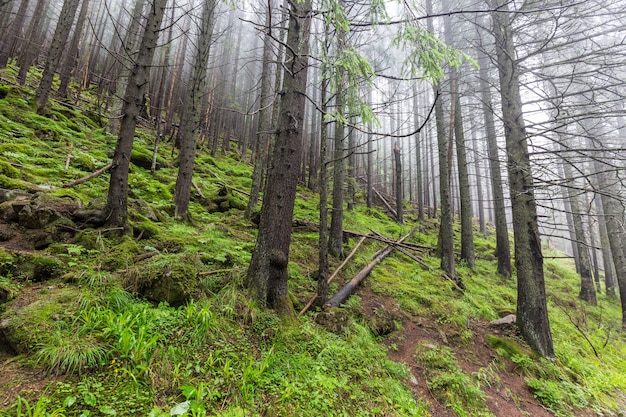 Excursion d'une journée en Pologne