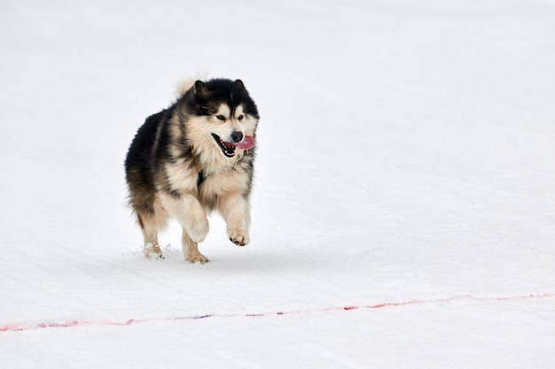 Exécution de chien Malamute en hiver