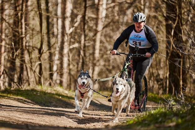 L'exécution de chiens de traîneau Husky de Sibérie tirant femme scooter sur la forêt sèche d'automne chiens Husky trottinette