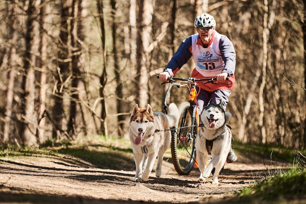 L'exécution de chiens de traîneau Husky de Sibérie tirant l'homme scooter sur la terre sèche de la forêt d'automne chiens Husky trottinette