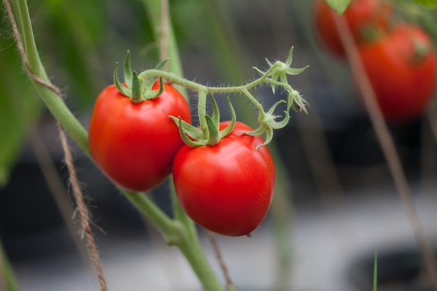 Photo exemple d'essai de semences de tomate