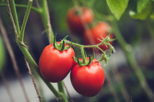 Exemple d&#39;essai de semences de tomate