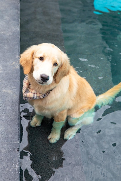 Exercice de chiot Golden Retriever dans la piscine