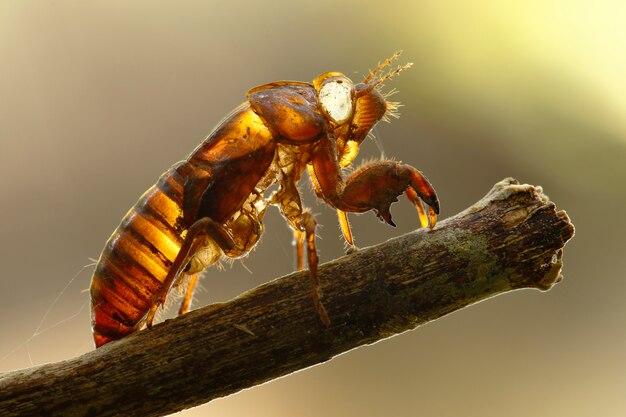 Exosquelette de cigale sur le tronc