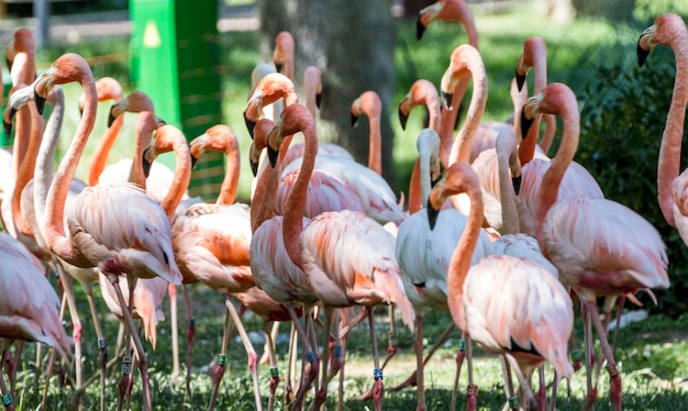 Exotique, beau groupe de flamants roses avec leurs longs cous et leurs couleurs orange dans les plumes