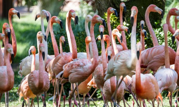 Exotique, beau groupe de flamants roses avec leurs longs cous et leurs couleurs orange dans les plumes