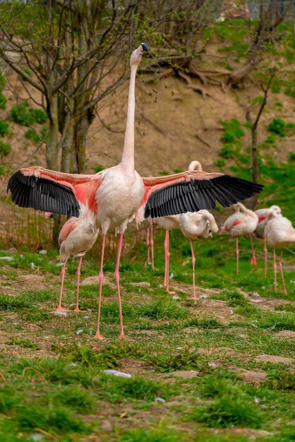 Exotique bel oiseau flamant rose Monde des oiseaux sauvages