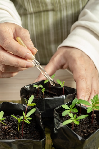 Expérience pour améliorer la croissance des semis de fleurs en gros plan Une pipette avec de l'engrais dans les mains de la femme